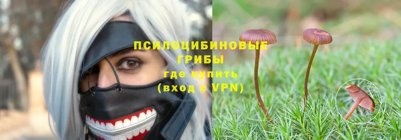 Галлюциногенные грибы Psilocybe  Выкса 